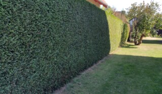 Hecke schneiden Heckenschnitt